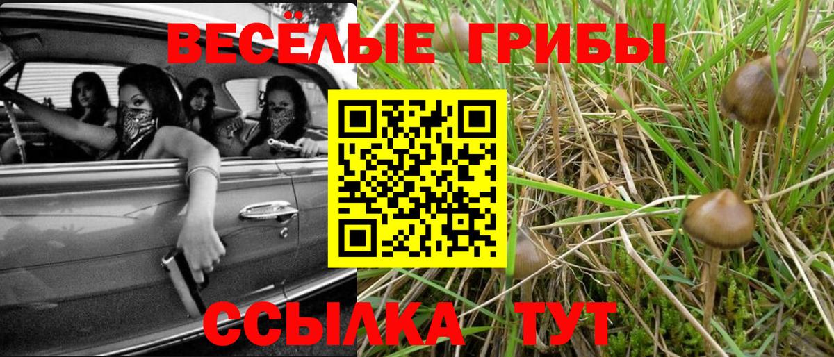 Псилоцибиновые грибы Psilocybe  Вход с VPN  Касимов 